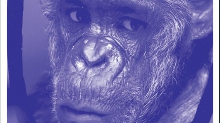 mono en el espejo mono en el espejo