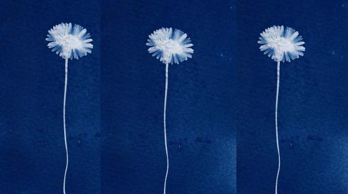 Taller Cianotipia Taller Cianotipia