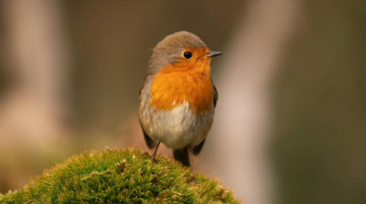 Fotografía de MªCarmen Calatayud de MªCarmen Calatayud
