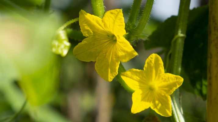 Foto Ismael Vera ( ivg_xxi@hotmail.com)