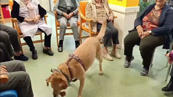 Servei Comunitari - INS Ribera Baixa - CENIAC Intervencions Assistides amb Animals