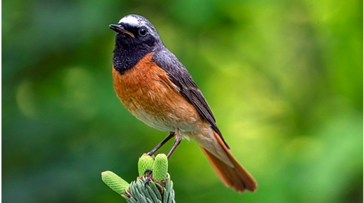 Ocells en pas migratori de tardor Ocells en pas migratori de tardor