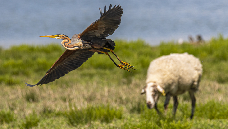 Agró roig. Autor: Juan Antonio García