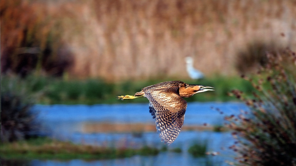 Avetoro. Victor Cañadas Campoy - Menció Especial 2015