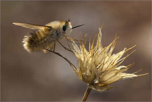 1r premi Macrofotografia