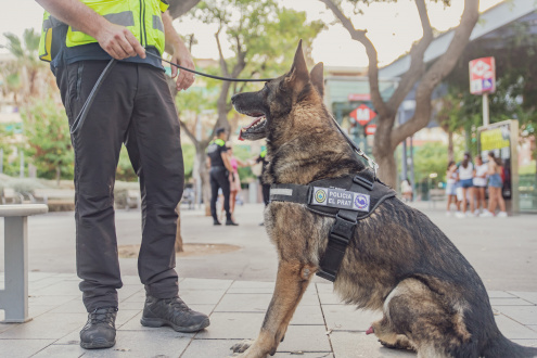 Unitat canina policia local