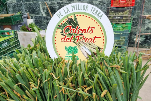 Calçots del Prat_ Cooperativa Agrícola