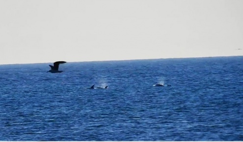 Dofins molars el Prat Delta del Llobrejat Platja Ca l'Arana