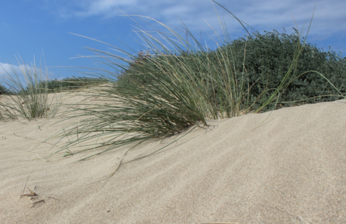 Dunes metropolitanes