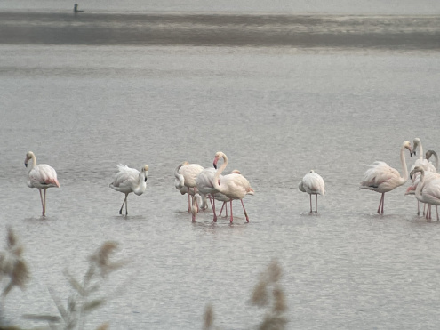 Flamencs avistats aquest dijous al tram final del riu Llobregat. Font: Consorci dels Espais Naturals del Delta del Llobregat.