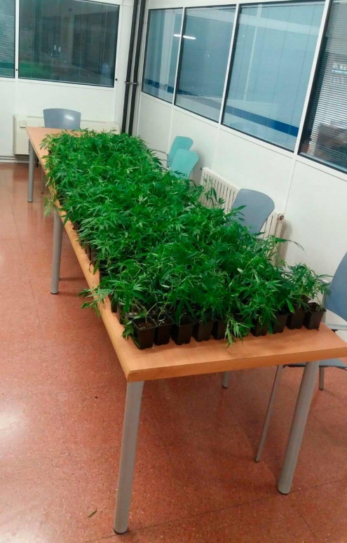 Les plantes de marihuana intervingudes.