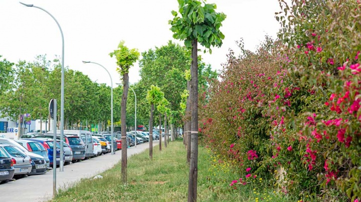 Arbres recentment trasplantats al c. d'Apel·les Mestres. Arbres recentment trasplantats al c. d'Apel·les Mestres.