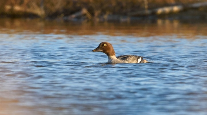 Morell d'ulls grocs. Foto: Xavier Villegas