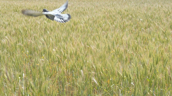 Un colom sobrevola un camp de cereal del Parc Agrari.