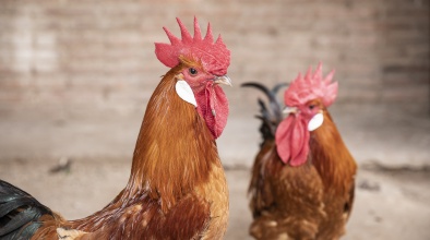 Pollastre Pota Blava (imatge cedida per AGT)