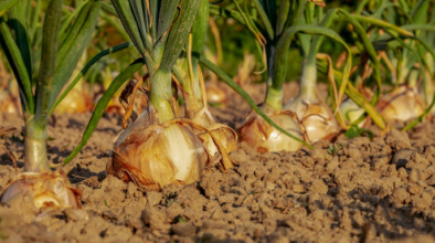 Horta imatge d'arxiu