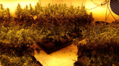 Detall d'una de les plantacions de marihuana desmantellades (Font: policia local del Prat).