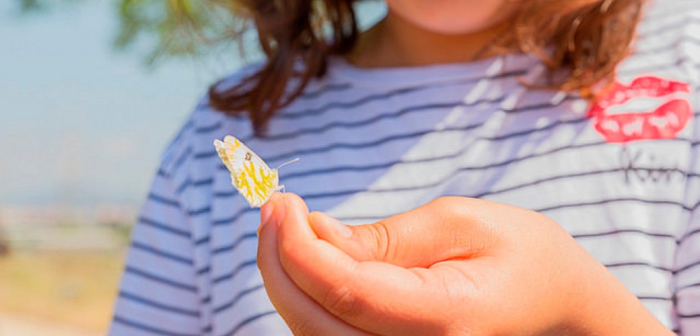 Una papallona safranera de l'alfals.