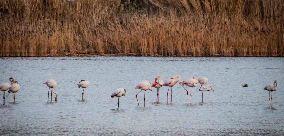 Flamencs al delta febrer 2022