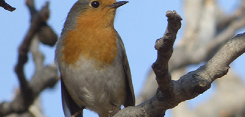 Mapa de la biodiversitat i el verd urbà